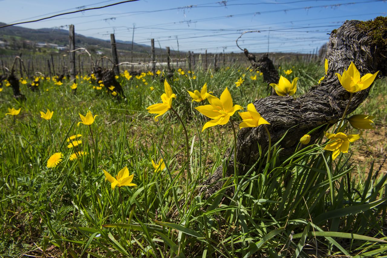 Flore Tulipe de vigne Tul_0393
